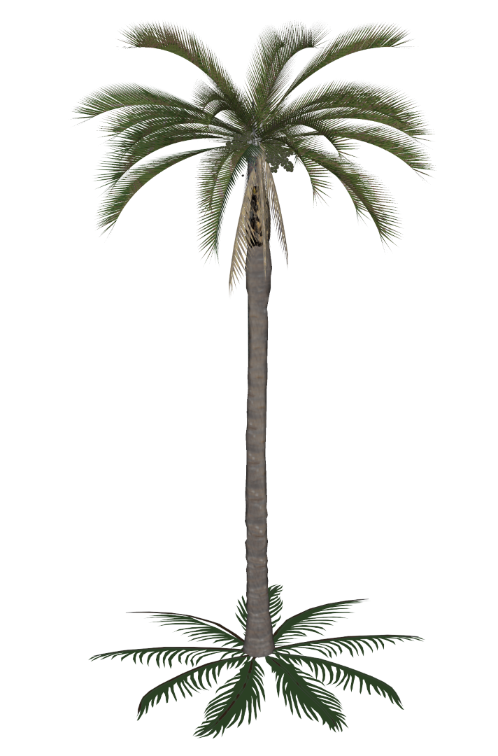 Biblioteca de paisagismo- Palmeiras