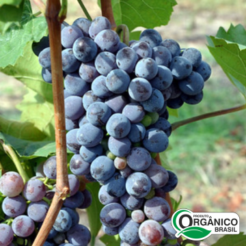 Vinho Tinto Seco Seyve Villard 750ml Orgânico e Vegano De Cezaro